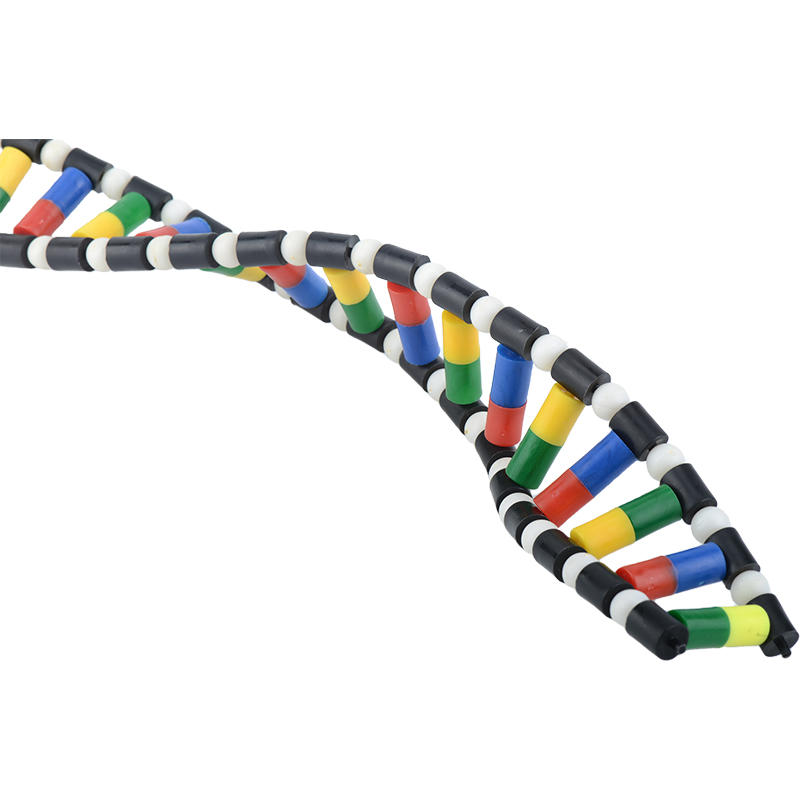 DNA双螺旋结构模型